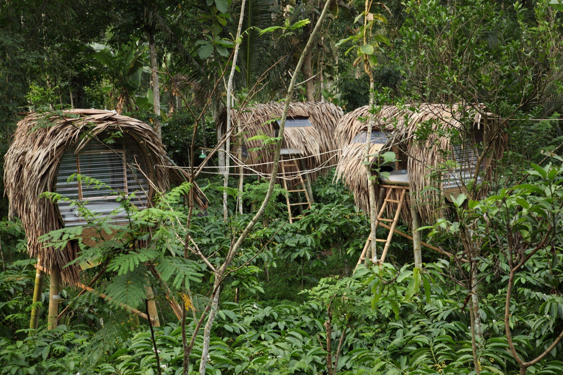 The cocoon homestay houses, designed by Errik Irwan and constructed by Muslih Nu, blend into the surroundings of Kandangan coffee plantation in Central Java - Jessica Lea Dunn 1-editorial-crosby