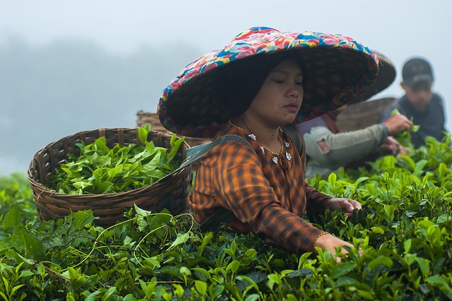 / Aulia Erlangga CIFOR @Flickr Creative Commons